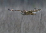 Short-eared Owl