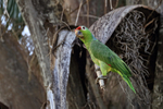 Red-lored Amazon close view, Osa Peninsula, Costa Rica