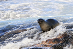 Cape Fur Seal, False Bay, South Africa