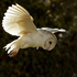 Barn Owl in Flight