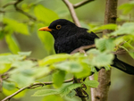 Blackbird