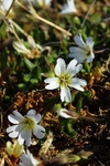 Arctic Mouse Ear 2723