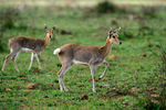 Mountain Reedbuck Nairobi National Park