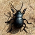 Timarcha tenebricosa (Bloody-nosed Beetle)