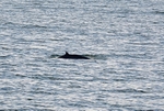 Minke Whale