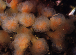 Aplidium punctum