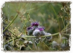 Arctium tomentosum