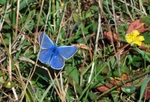 Common Blue
