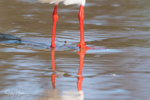 Gull Knee Reflection