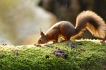 Red Squirrel 15