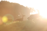 Red Deer _AN0067