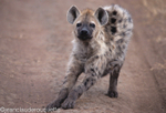 Spotted hyena