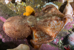Eledone cirrhosa (holding prey, an edible crab)
