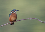 Kingfisher (f) - Alcedo atthis