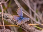 Silver-studded Blue