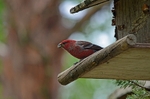 Pine Grosbeak