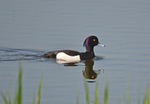 Tufted Duck