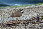 Little Ringed Plover