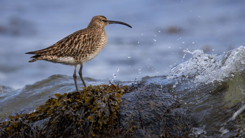 Eurasian Whimbrel - Kildonan - Isle of Arran - Scotland