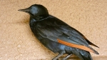 Red Winged Starling