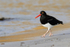 Magellanic Oystercatcher at Carcass Settlement, Falklands