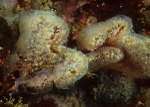 Diplosoma listerianum