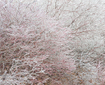 DOGWOOD IN ICE - NORFOLK COUNTY
