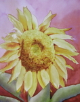 Sunflower I
