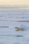 Polar bear in the pack ice