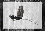 Eagle with Silver Trees