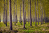 Tree Stand 03