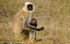 Mother Langur and cub.