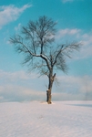 TheTree2007Layer200020