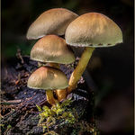 Nature portfolio