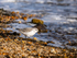 Sanderling