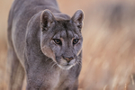Close-up of Puma Petaca, early morning, Torres Del Paine, Chile