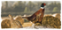 Mr 'n' Mrs Pheasant