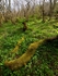 Cressbrook Dale (03)