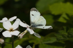 Orange Tip - Anthocharis cardamines - Female