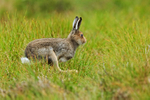 Mountain Hare running, Cairngorms, Scotland