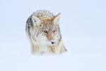 Coyote close, Yellowstone National Park, Wyoming, USA