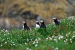 Puffins