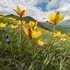 Wild Tulips (Tulipa sylvestris subsp autralis.  also T. australis) 