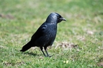 Jackdaw