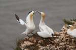 Gannet portfolio