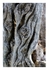 Weathered Wood