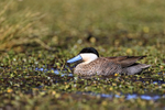 Puna Teal on Rio Putana, near Machuca, Chile