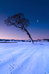 z1743 Snowy Dawn, Ashey