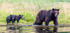 Mocha and two cubs