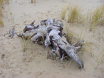 FD4  Driftwood (II)